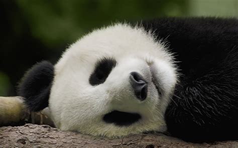 Panda Sleeping Panda Panda Panda Bear