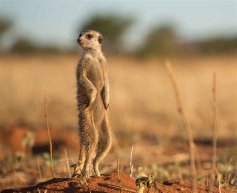 A Kalahari Desert Special Meerkat Wonderland At Tswalu Completely
