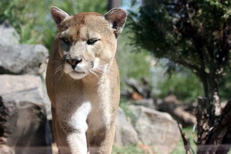 The Florida Panther Facts And Conservation Efforts Owlcation