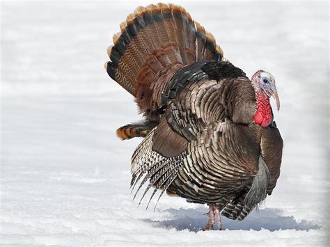 Turkey Tales From Around New Hampshire New Hampshire Public Radio