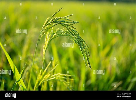 Green Rice Tree On The Rice Field Stock Photo Alamy