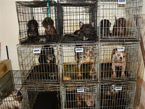 Dozens Of Dogs Kept In Inhumane Conditions Seized From Illegal Puppy Farm