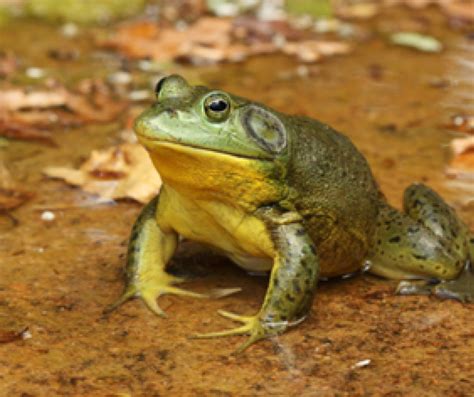 Hungry Invaders American Bullfrogs Wildlife Leadership Academy