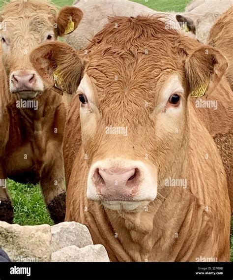 Beautiful Brown Jersey Cow Stock Photo Alamy
