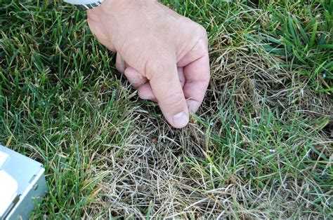 Diagnosing Lawn Problems 5 Telltale Signs Of Turf Trouble Lawn