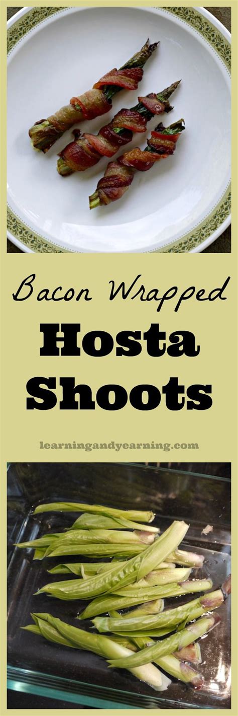 Bacon Wrapped Hosta Shoots A Foraged Treat Recipe Foraging Recipes