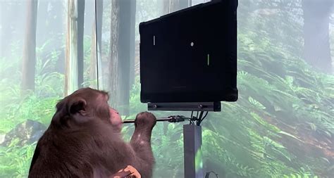 Elon Musk's Neuralink shows monkey with brain-chip playing video game