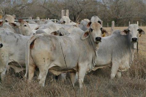 All about the brahman cattle breed, information, characteristics, temperament, milking,skin,meat, health , care, raising, breeding,feeding, breed associations,where to buy and much more. 14 - Registered Brahman Cows - Texas