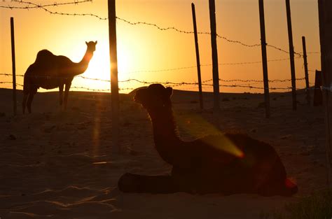 무료 이미지 실루엣 해돋이 일몰 햇빛 아침 사막 저녁 반사 그림자 낙타 아부 다비 4928x3264