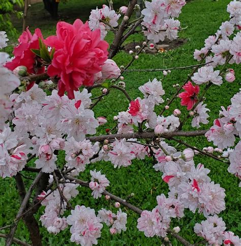 Peach Tree Blooms In 2020 Peach Trees Edible Landscaping Winter Flowers