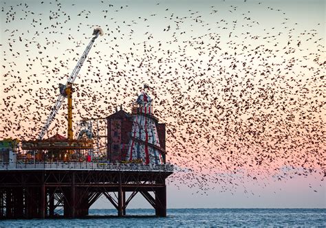Starling Murmuration Brighton Pier © 2012 Alan Mackenzie Flickr