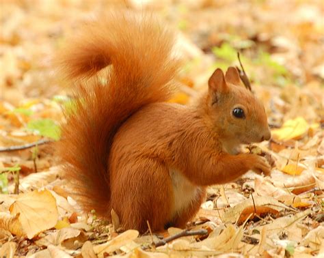 Souborred Squirrel Lazienki Wikipedie