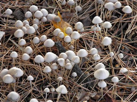 Wild Birds Unlimited Tiny Wild White Mushrooms Under Pine In Michigan
