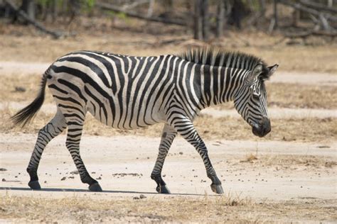Zebras Facts Stripes Diet Habitat Pictures