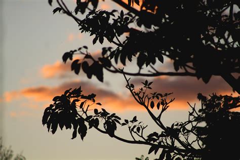 1920x1080 Wallpaper Silhouette Of Tree During Sunset Peakpx