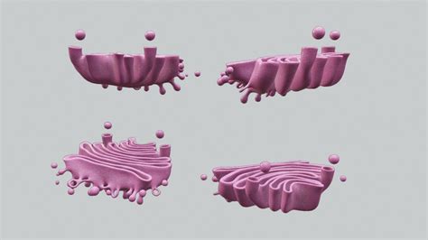 3d Model Golgi Apparatus Anatomy Vr Ar Low Poly Cgtrader