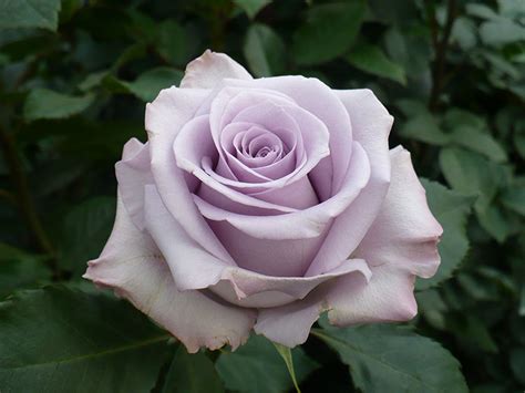 Ocean Song Lavender Rose