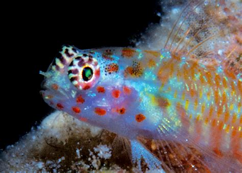 The Painted Face Dwarf Goby Is Your New Nano Species Of
