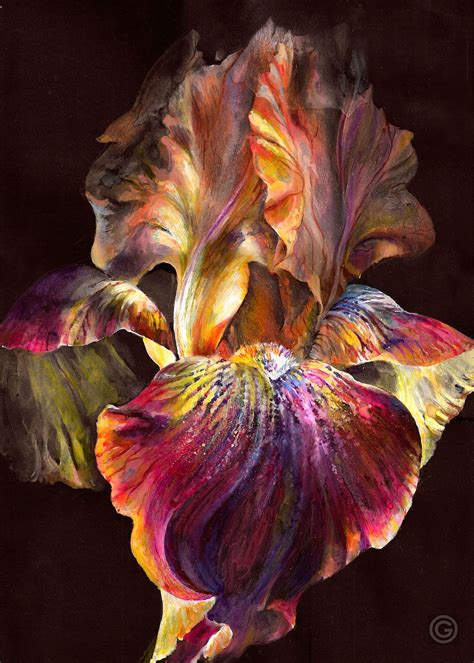 Iris On Black On Behance Kunstmalerei Blumen Schöne Blumen Blumen