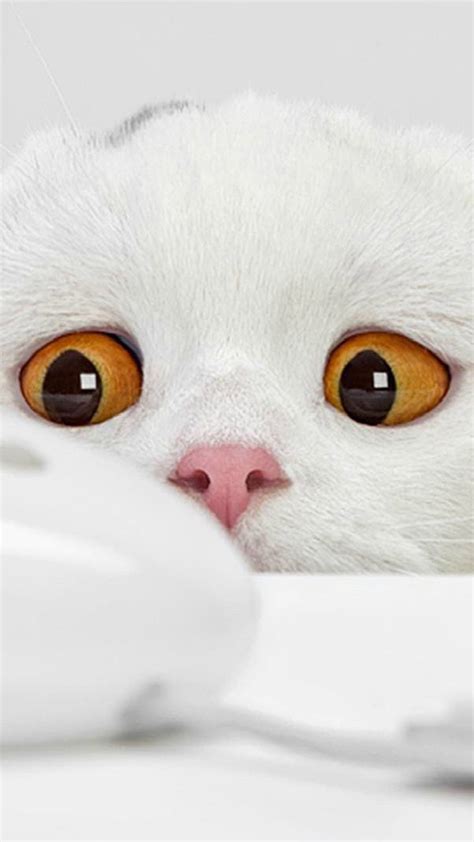 Funny White Cat Best Htc One Wallpapers Free And Easy