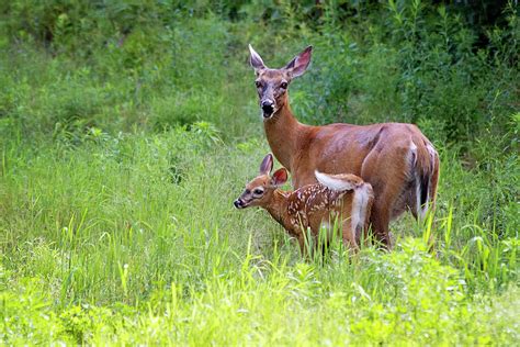 Maine White Tailed Deer Photograph By Sharon Fiedler Fine Art America