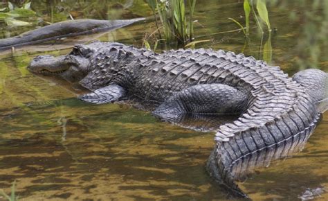 Saltwater Crocodile The Biggest Animals Kingdom