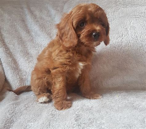 Find out who you should be buying from and what to avoid at all costs. Cavapoo Puppies For Sale | Pittsburgh, PA #283057