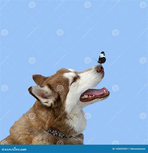 Dog With Butterfly On His Nose Stock Image Image Of Cute Happy