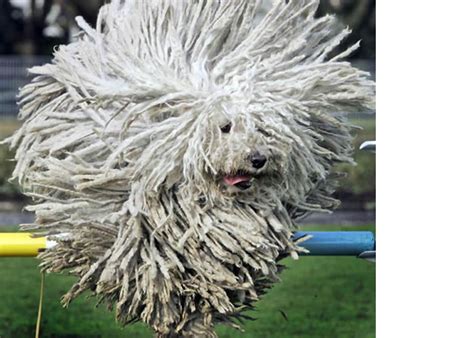 big dog breeds komodor  mop dog