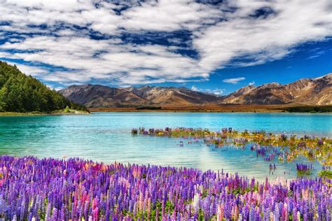 Visit Lake Tekapo New Zealand Shah Nasir Travel