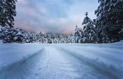 Offroad Track Trough Deep Snow In Alpine Forest Wildermieming Tirol