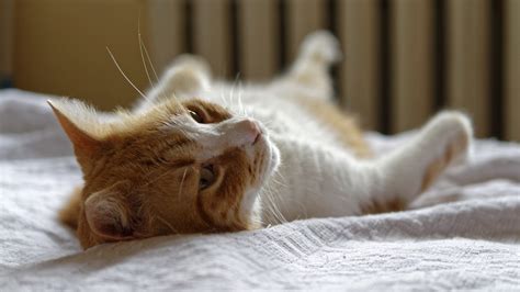 Mögliche ursachen sind krankheiten, stress oder veränderungen. Katze pinkelt ins Bett - Ursachen & Abgewöhnen