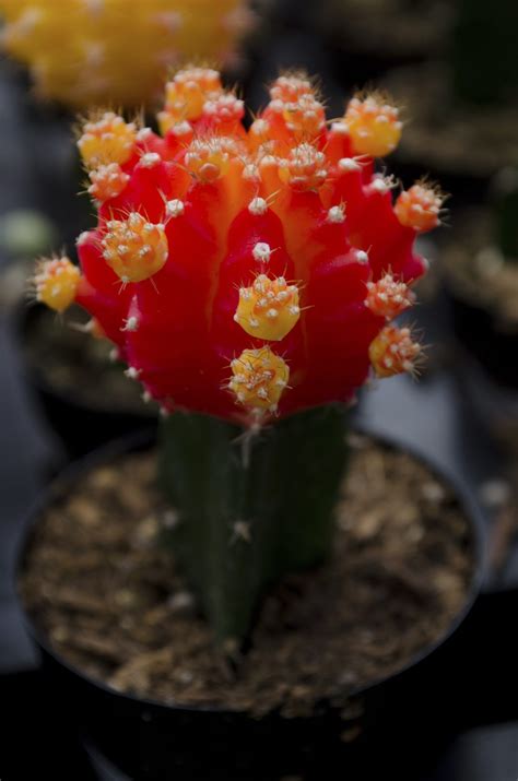 Have a more sustainable and stylish enter christmas cacti. Repotting Moon Cactus Properly - Learn How To Repot A Moon ...