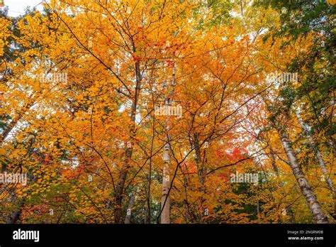 Canopies of sugar maple and birch trees at peak fall foliage, in golden