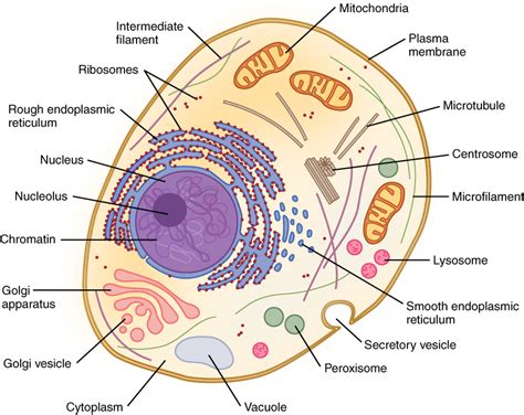 Human Cell Diagram Parts Pictures Structure And Functions