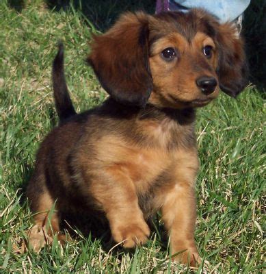 It's hunting passionate, courageous, tough, hardy and agile double coat colour can be black and tan or brown and tan. long haired mini dachshund.. we have black and tan but I ...