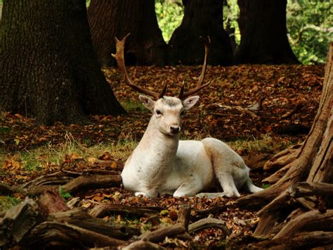 Photographs — Richmond Park — Deer — 5 October 2014 — 20 —