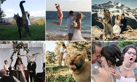 Bored Panda Share The Best Wedding Photobombs Ever Daily Mail Online