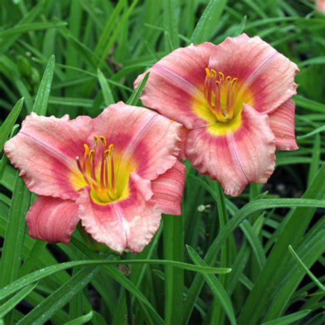 Hemerocallis Rosy Returns Reblooming Daylily Day Lilies