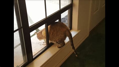 No need to cut your window. Building a Cat Window (Part 1) - YouTube