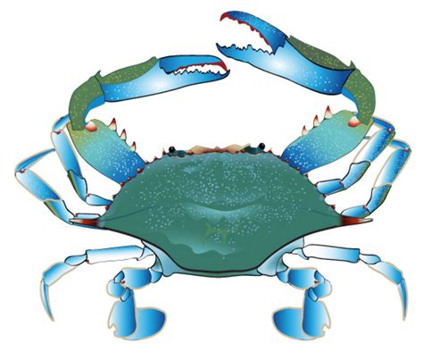Download High Quality Crab Clipart Blue Transparent Png Images Art