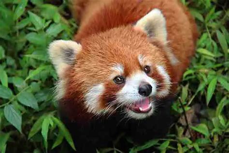 What Does A Red Panda Look Like With Photos And Video