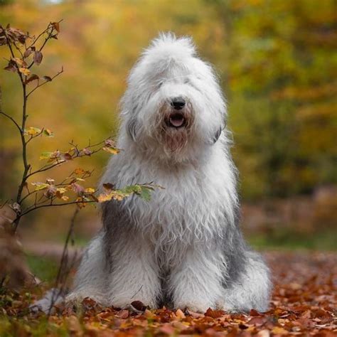 14 Curly Facts About Old English Sheepdogs The Dogman