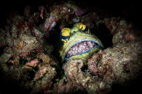 The 20 Weirdest Fish In The Ocean Ng