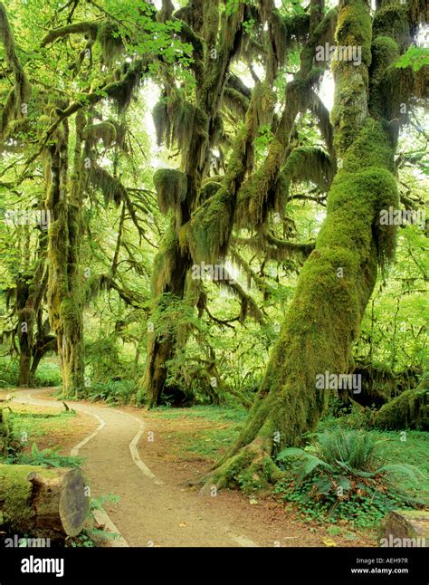 Moss Covered Maples Hoh Rain Forest Olympic National Park Washington