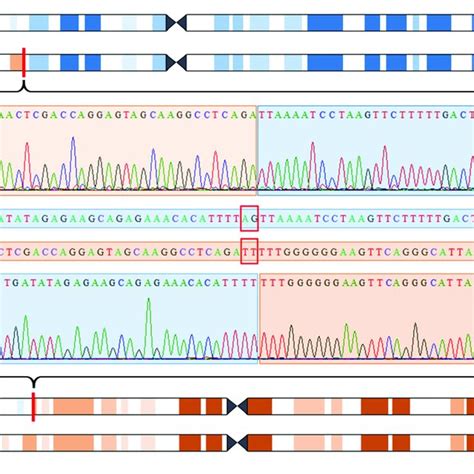 Whole Genome Sequencing Wgs And Sanger Sequencing Identified Download Scientific Diagram