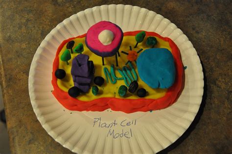 Plant And Animal Cells Project Jello Plant Cell Model These Are Jake
