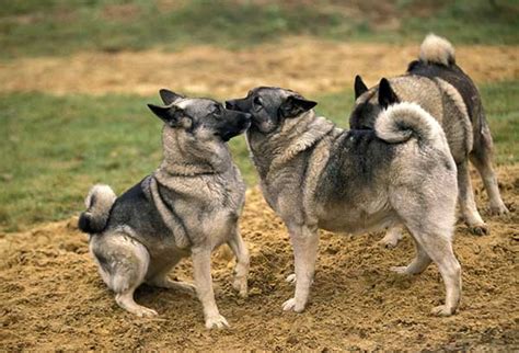 All About The Norwegian Elkhound German Shepherd Mix With Pictures