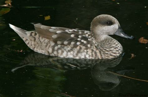 Marbled Duck Teal Duck Duck Blue Wings