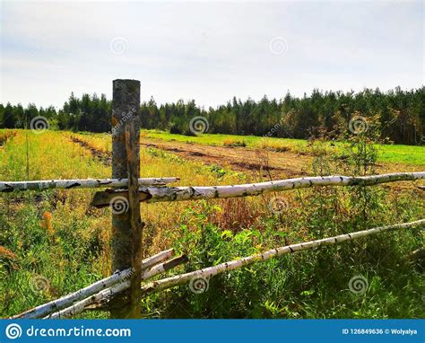 Rustic Fence Stock Photo Image Of Birch Plant National 126849636